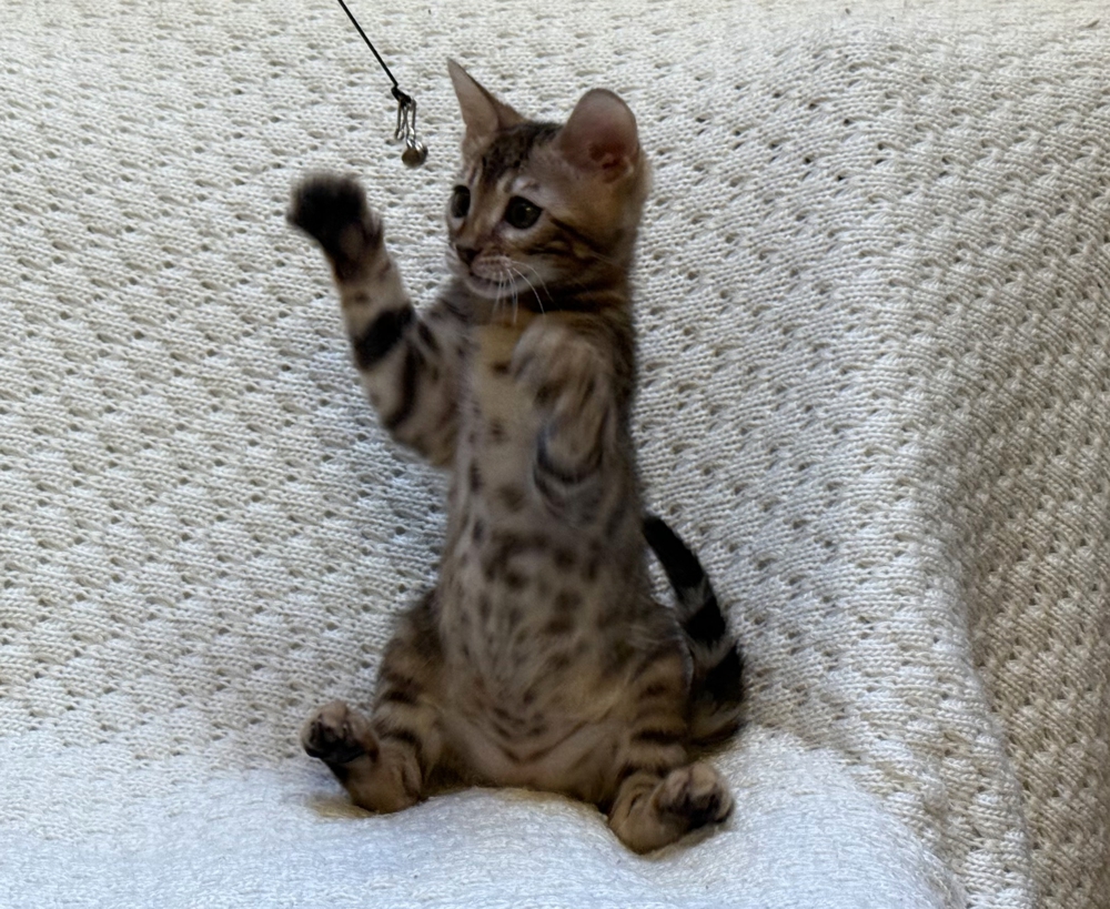 Артик Бенгальская любовь Артик Бенгальская любовь