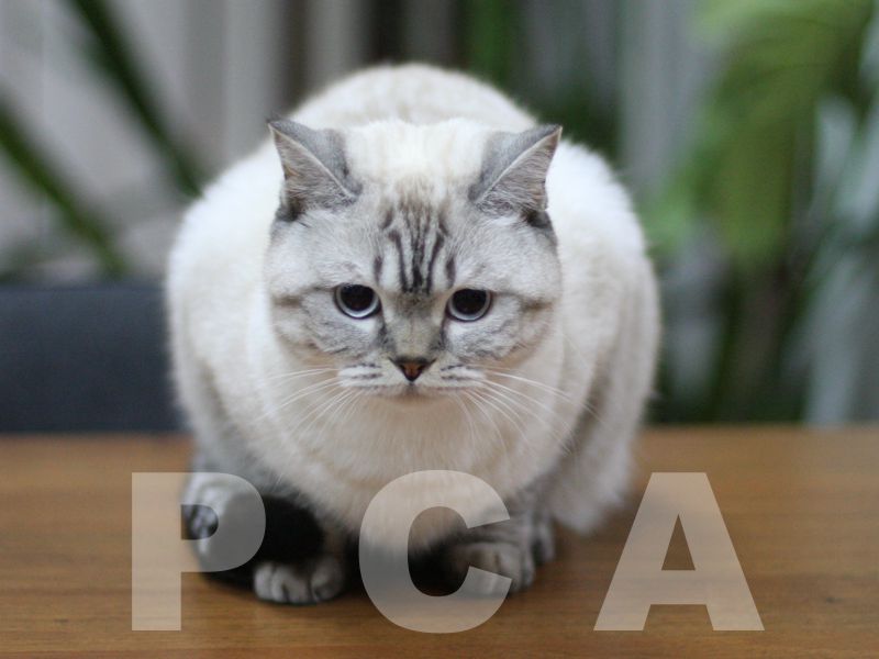 Новая кошка скоттиш-страйт окраса сил-табби-пойнт - 22 Декабря 2016 - Клуб  кошек PCA