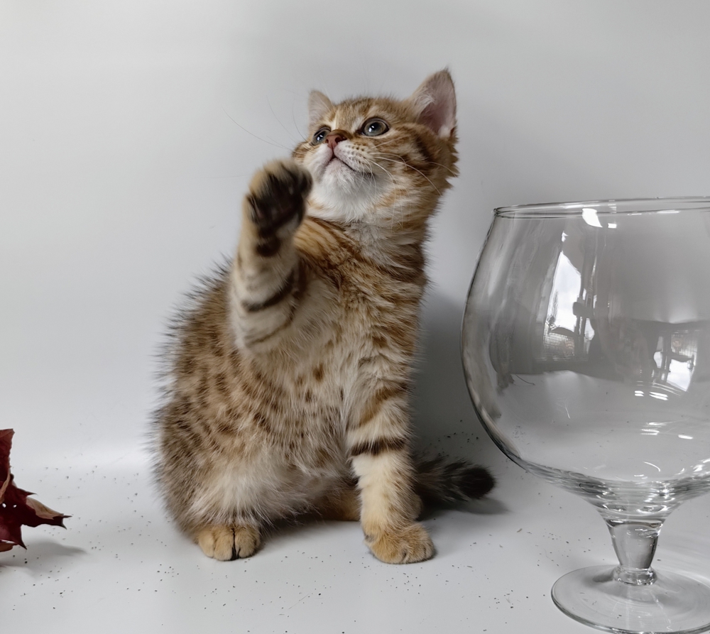 БЕСТ АРТУР АУРУМ БЕСТ АРТУР АУРУМ