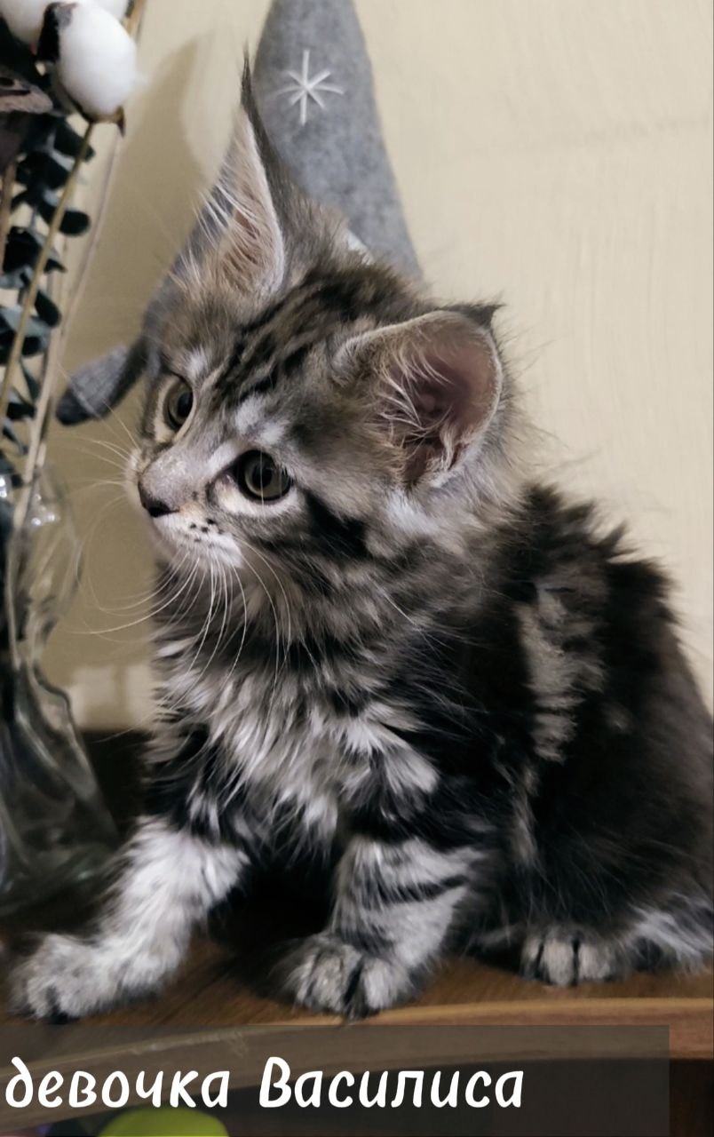 ВАСИЛИНА РОЯЛ МС