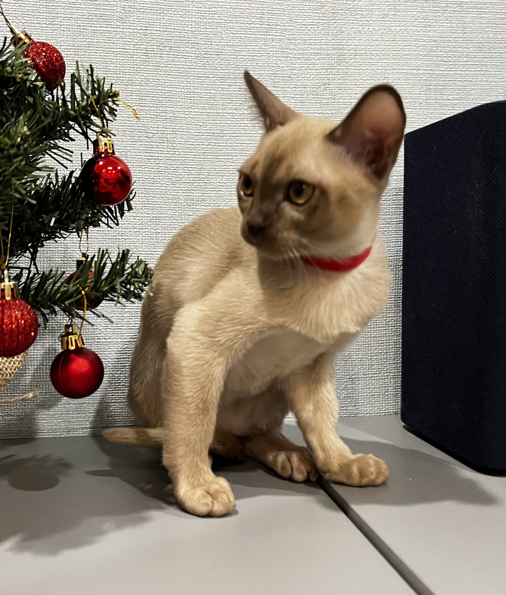 Гелла Мокко Муар