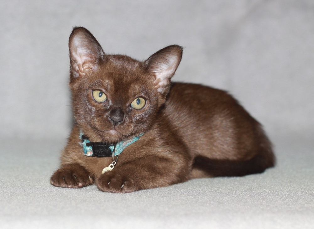 Паола Бурмакофф Паола Бурмакофф