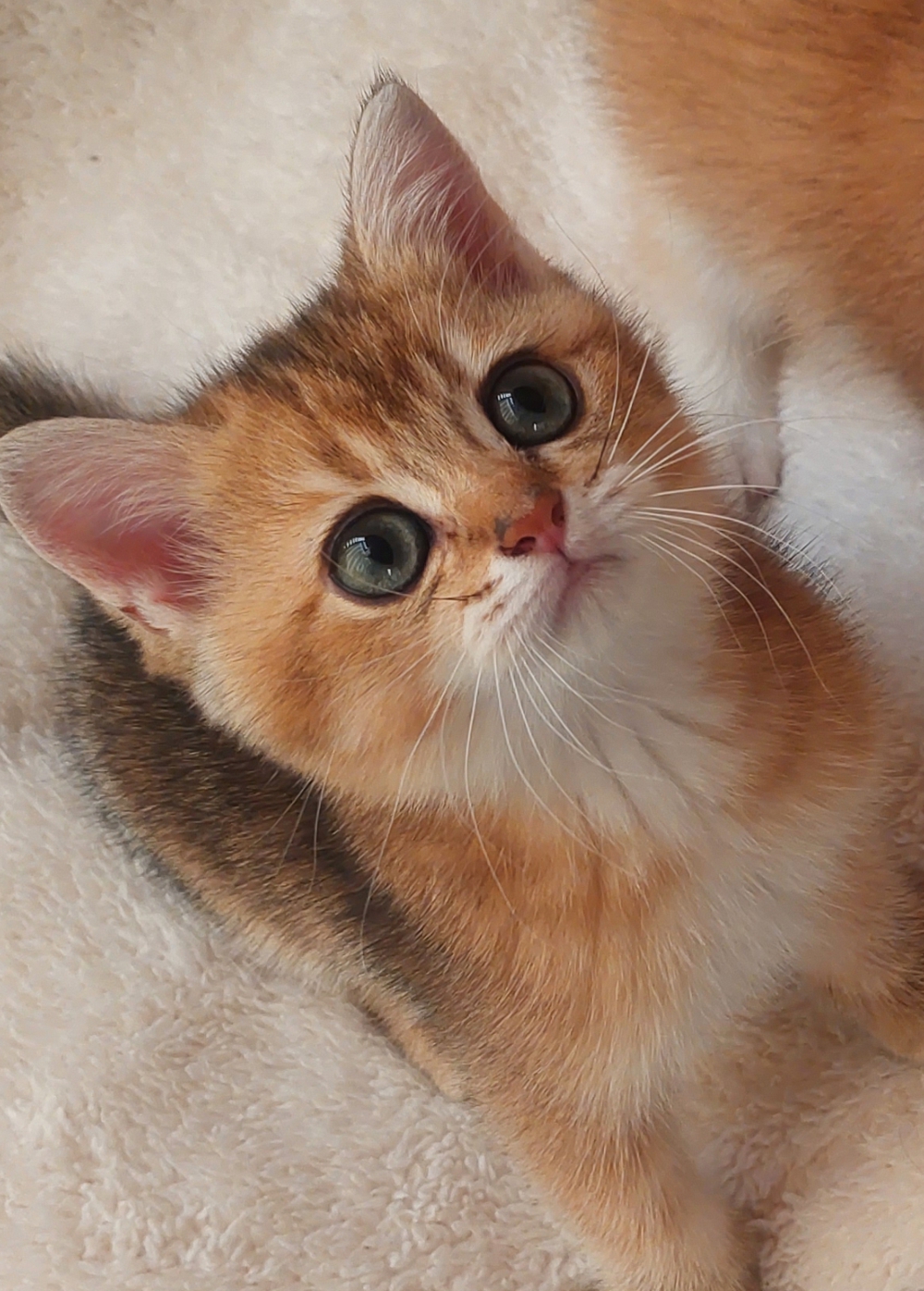 Брюнетта Шамбо Брюнетта Шамбо