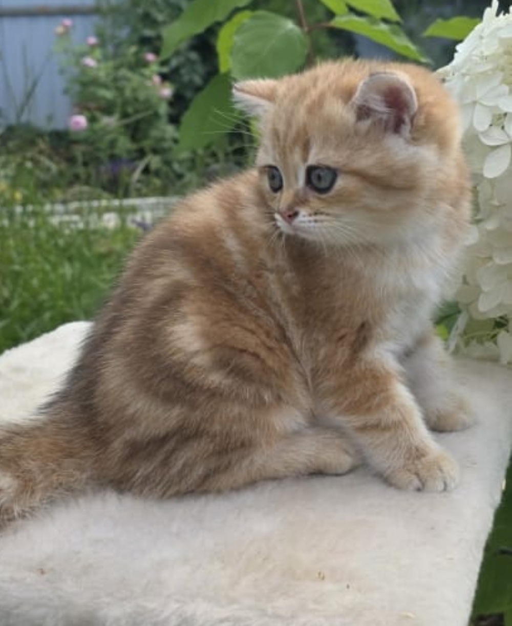 Барбара Шамбо Барбара Шамбо