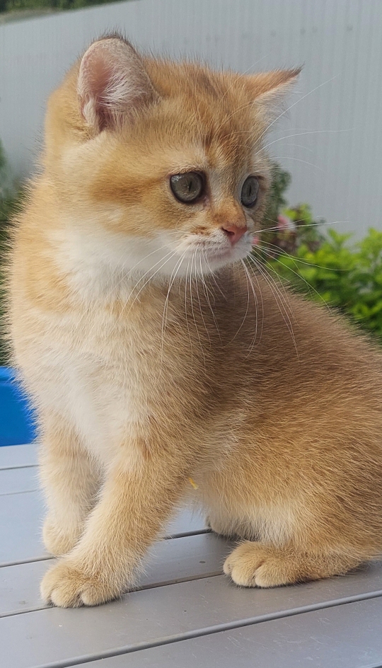 Бенедикт Шамбо Бенедикт Шамбо