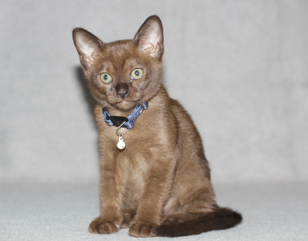 Полли Бурмакофф Полли Бурмакофф