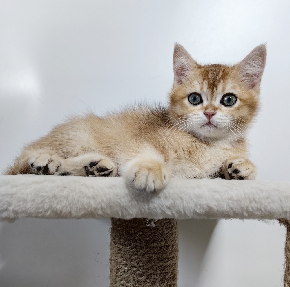 БЕСТ АМЕЛИЙ АУРУМ БЕСТ АМЕЛИЙ АУРУМ