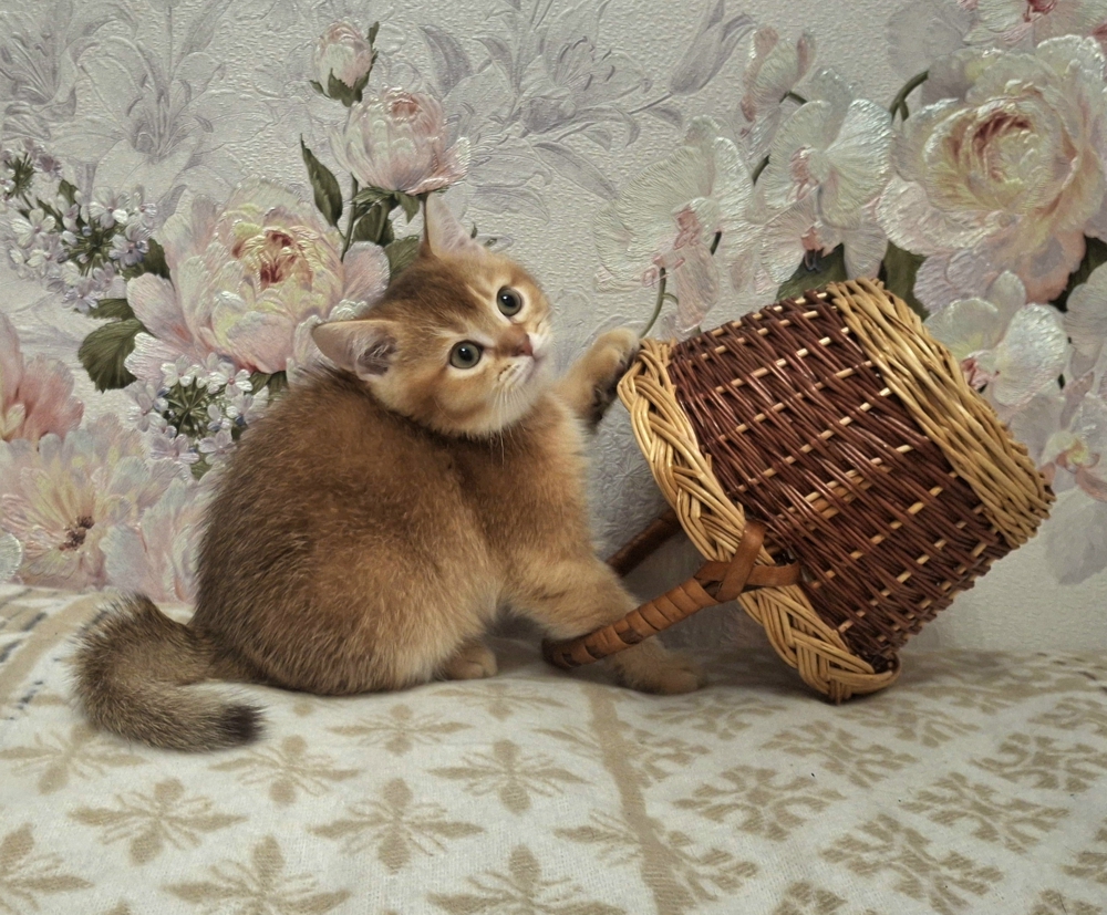 БЕСТ АДОНИС АУРУМ БЕСТ АДОНИС АУРУМ