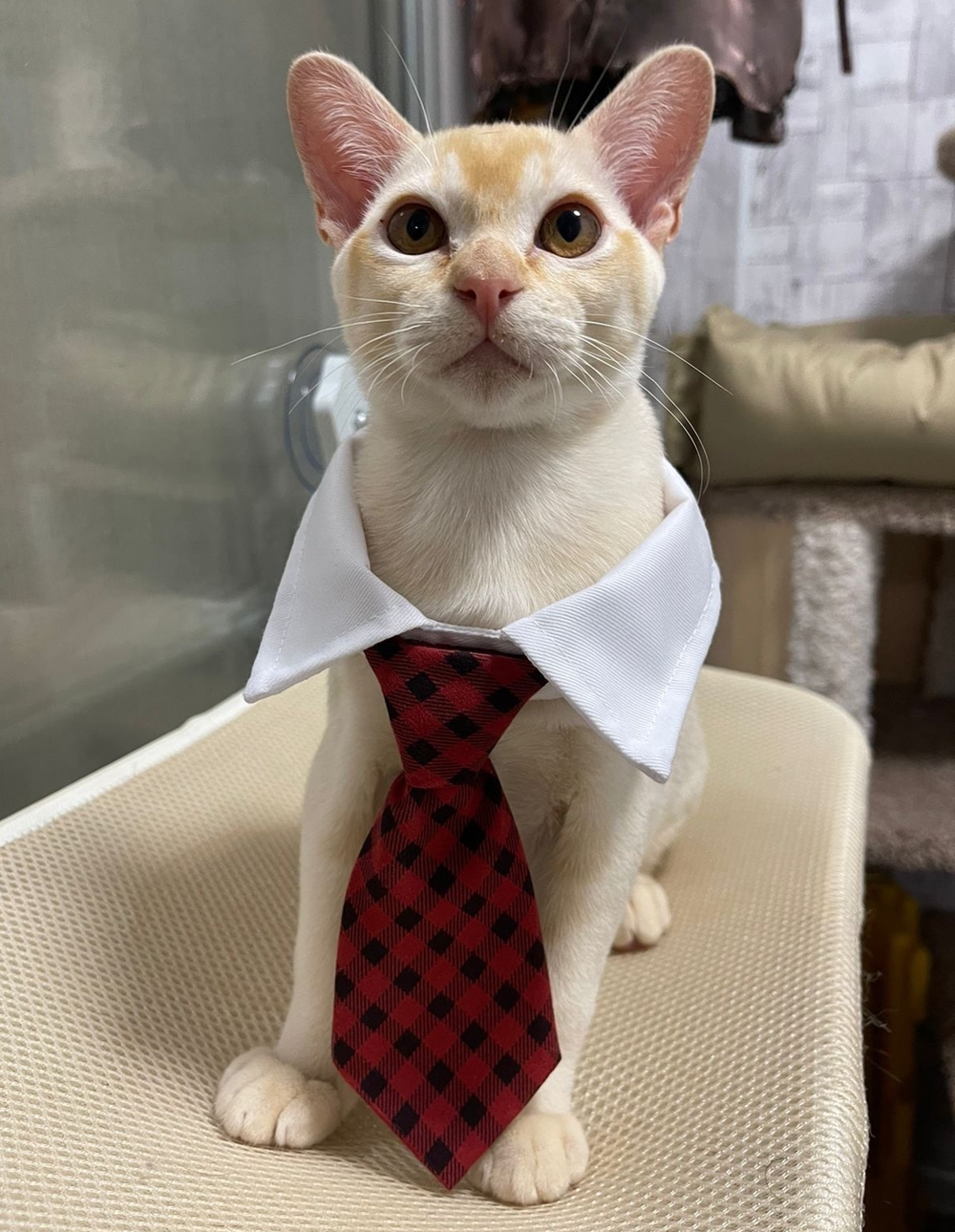 Кактус Рар Мирар Кактус Рар Мирар