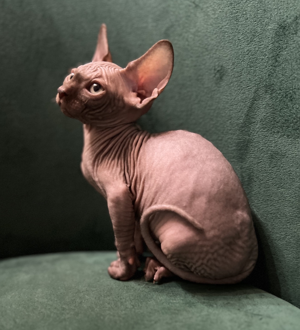 Бест-Граф Лапиковых Бест-Граф Лапиковых