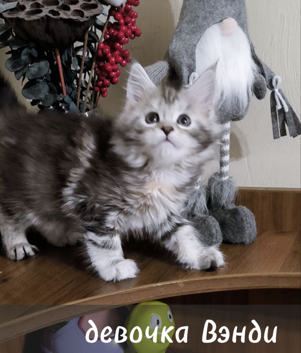 ВЭНДИ РОЯЛ МС