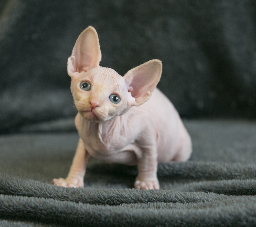 Бест-Кокос Лапиковых Бест-Кокос Лапиковых