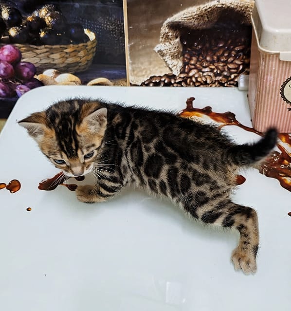 АМЕЛИЯ БЕНГАЛИЯ