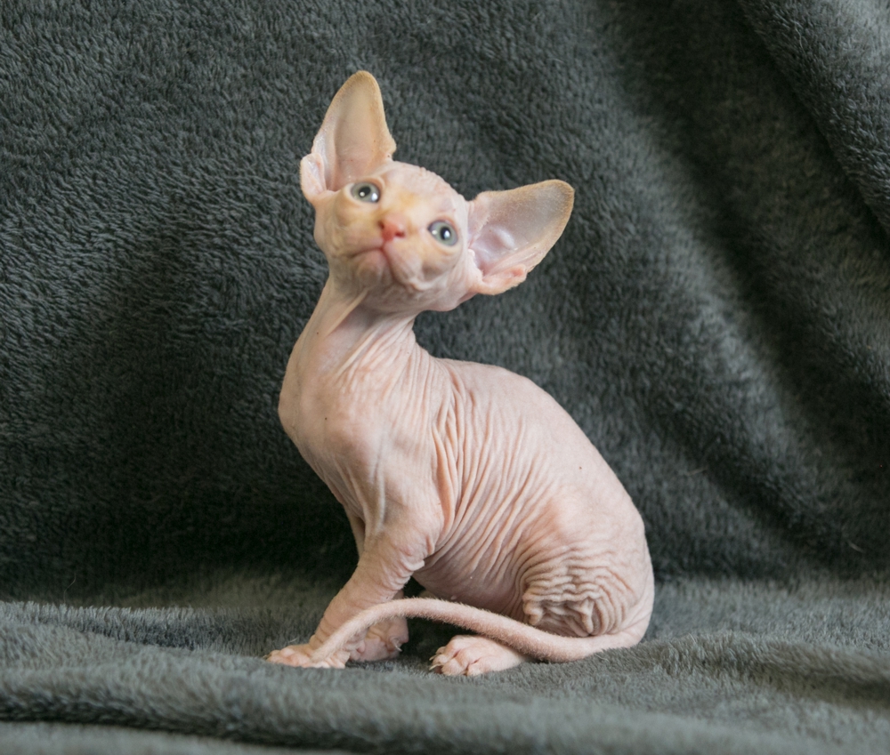 Бест-Космос Лапиковых Бест-Космос Лапиковых