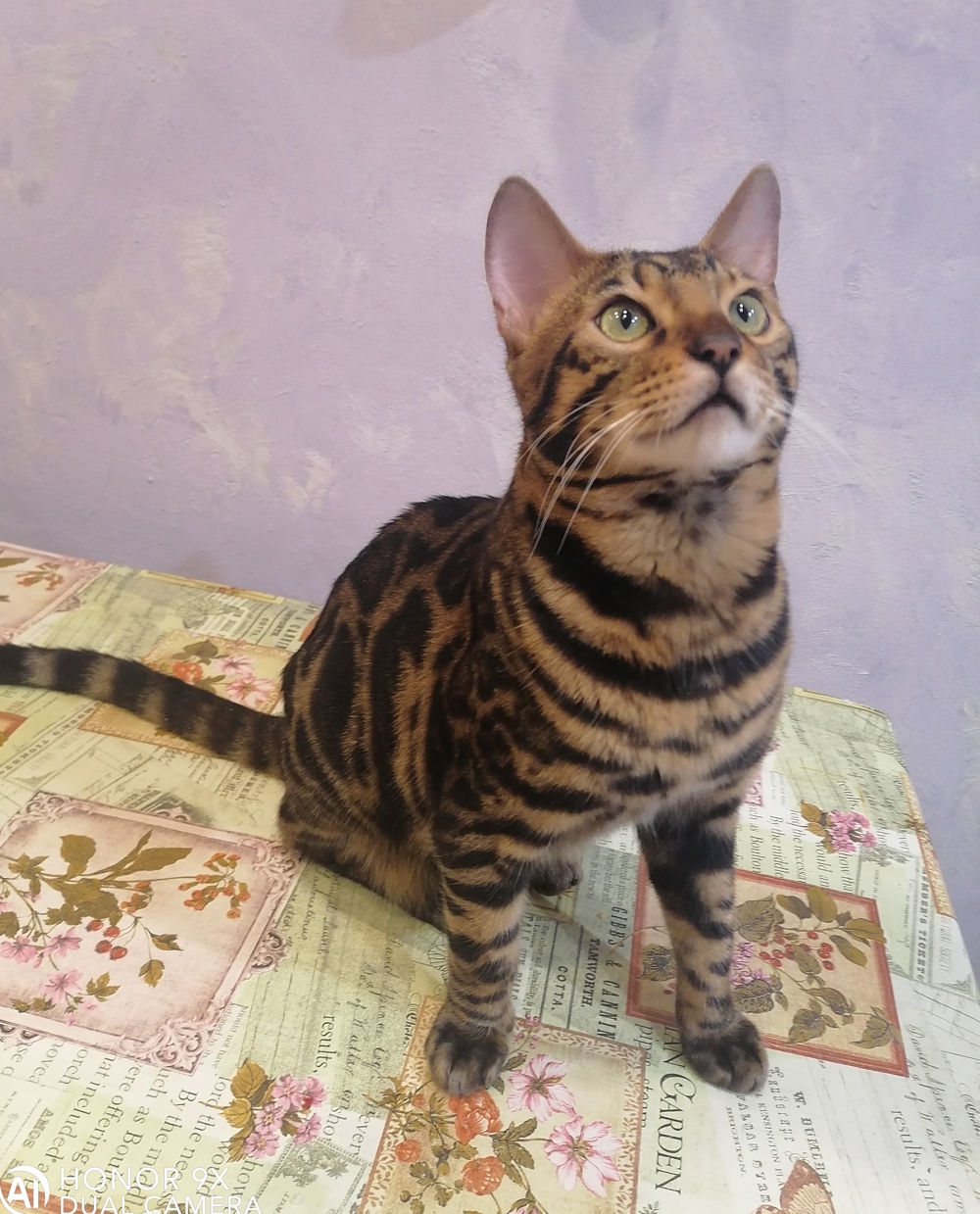 Геракл Алис-Бриллиант Геракл Алис-Бриллиант