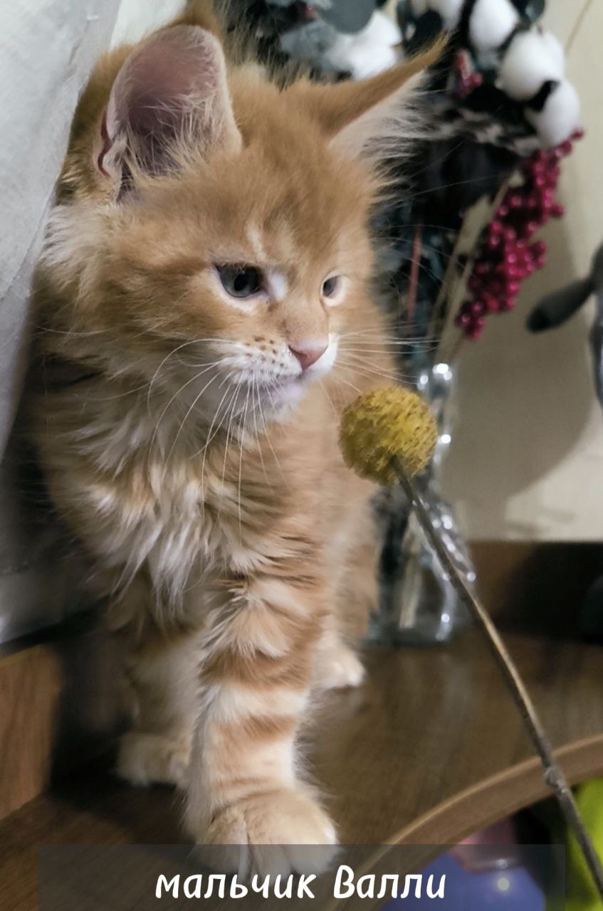 ВАЛЛИ РОЯЛ МС