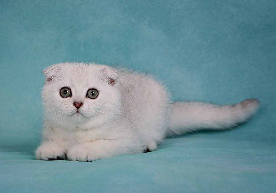 Авито породы кошек. Шотландский вислоухий красный затушеванный. Шотландский вислоухий котенок белый затушеванный. Шотландская вислоухая кошка. Шотландские вислоухие котята Севастополь.