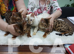 Породы кошек фото питомники